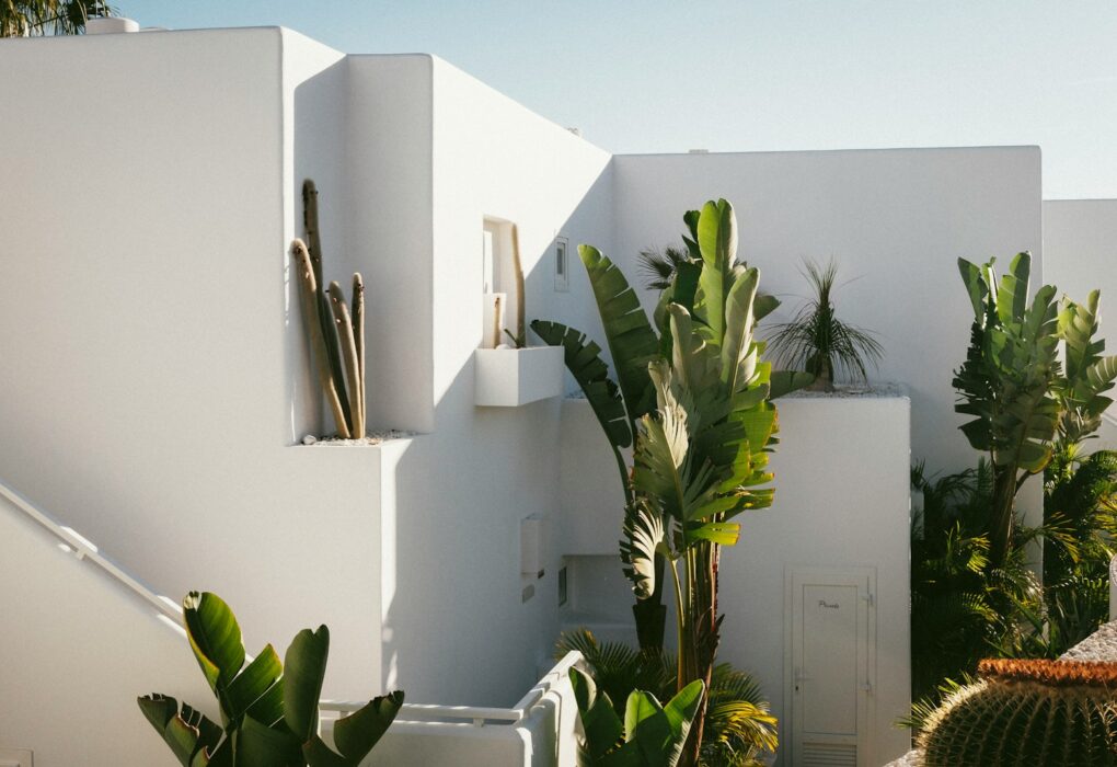traveler's palm plants on building